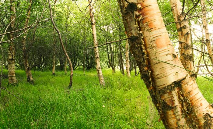 Serene woodland scene